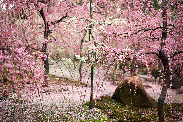 春はしだれ桜