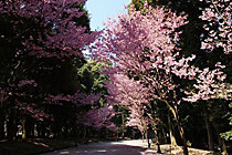 桜のきれいな参道